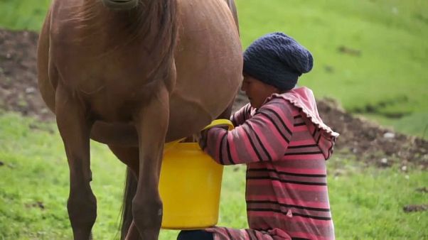 حليب الخيل المُخمر.. مشروب تقليدي لبدو آسيا حليب الخيل المُخمر.. مشروب تقليدي لبدو آسيا