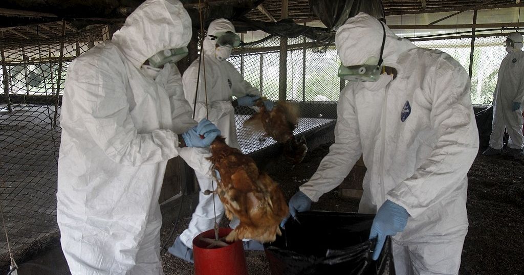Two more bird flu cases confirmed in South Africa Africanews