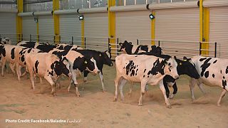 Αγελάδες από την Ουγγαρία προσγειώθηκαν στο Κατάρ για να φέρουν γάλα!
