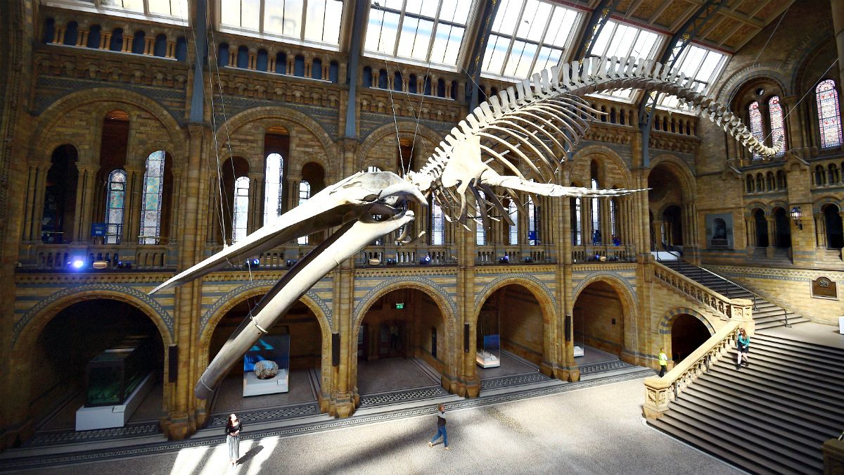 Новый скелет в Музее естествознания в Лондоне