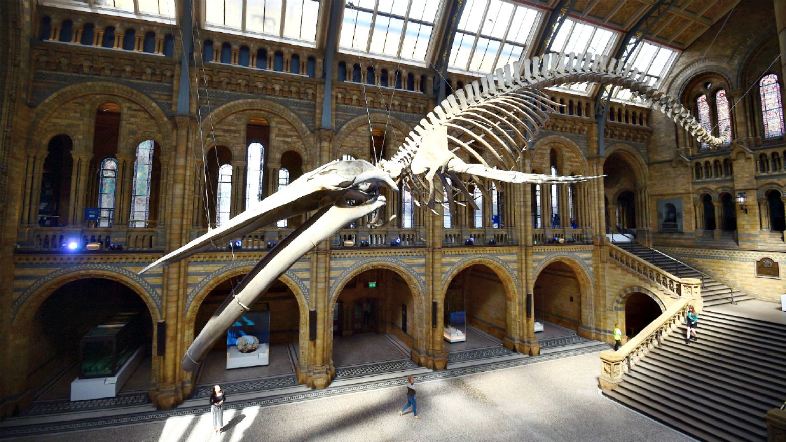 Una ballena azul sustituye a Dippy en el Museo de Historia Natural de Londres