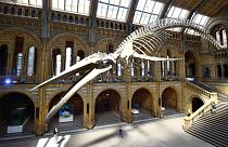Новый скелет в Музее естествознания в Лондоне