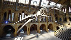 Blauwalskelet im Londoner Natural History Museum
