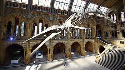 Esqueleto de baleia azul é cicerone no Museu de História Natural de Londres