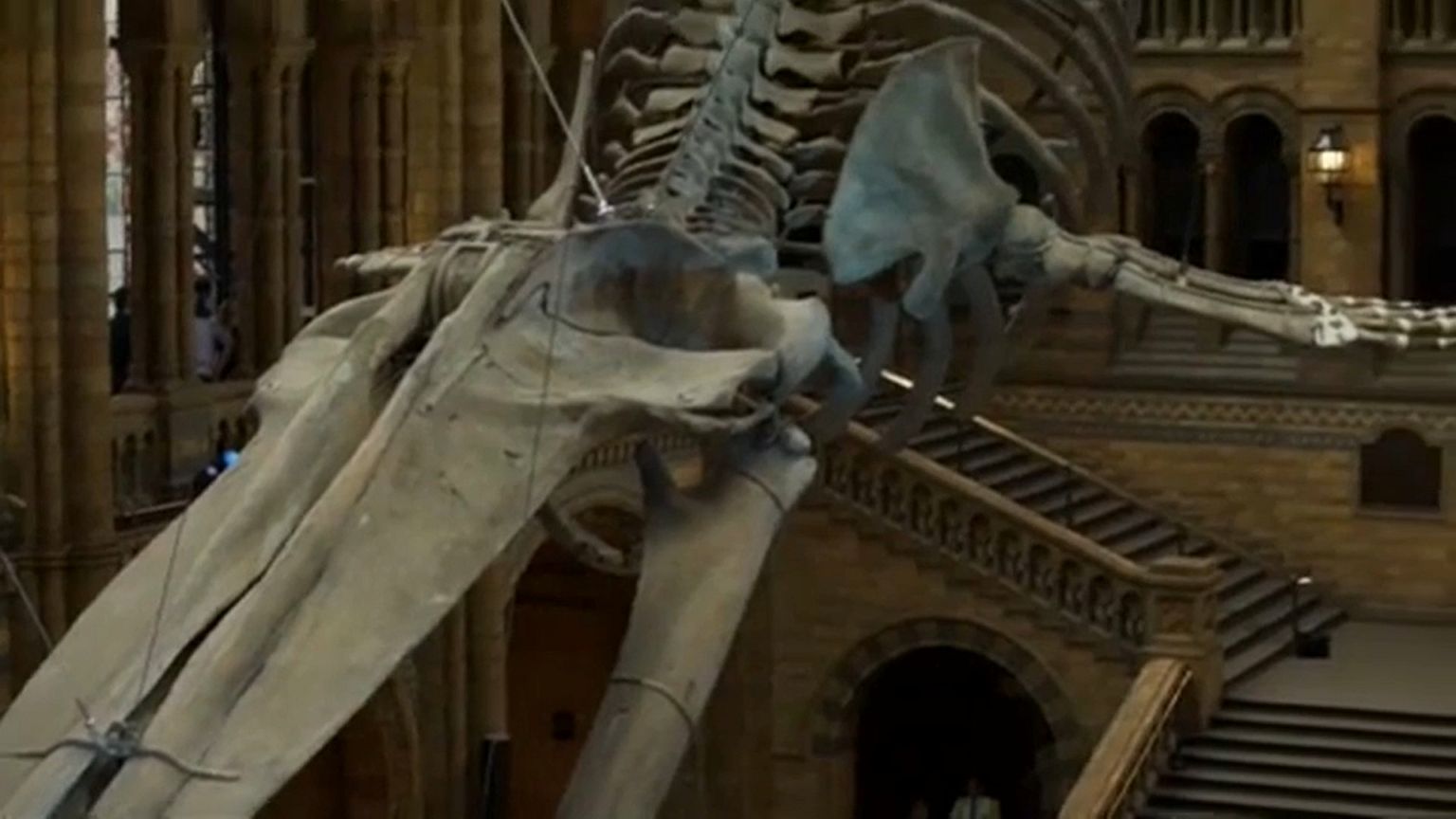"Hope" la baleine bleue au Musée d'histoire naturelle de Londres