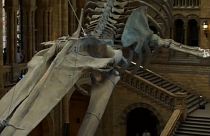 "Hope" la baleine bleue au Musée d'histoire naturelle de Londres
