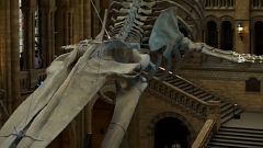 "Hope" la baleine bleue au Musée d'histoire naturelle de Londres