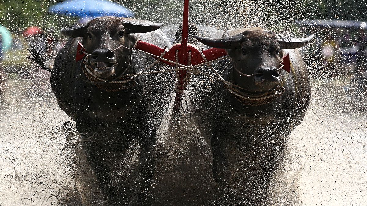 Tayland'daki bufalo yarışı nefes kesti
