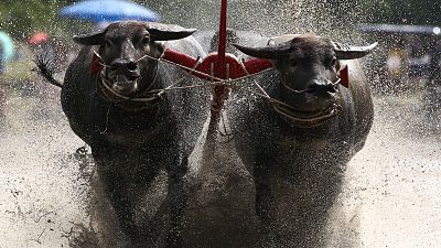 Thailandia, gara di corsa per bufali con aratri...