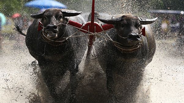 Tailandeses mantêm corridas de búfalos com arados Tailandeses mantêm corridas de búfalos com arados
