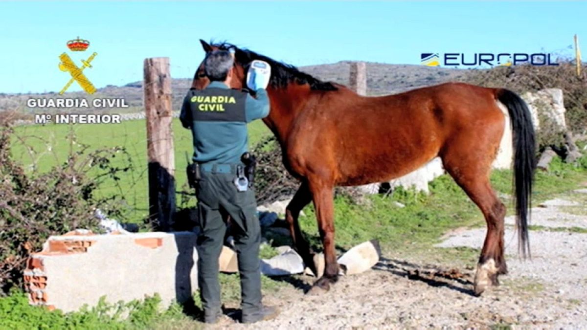 Dozens held in Spain in horsemeat scam probe - Europol