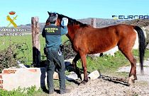 Decenas de detenidos en España por vender carne de caballo no apta para el consumo