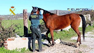 Decenas de detenidos en España por vender carne de caballo no apta para el consumo