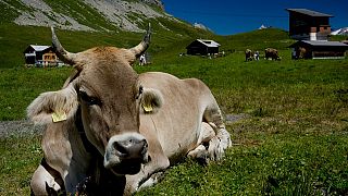 Kuhattacke in Kärnten: Tourist mit Hund bringt 50 Kühe in Rage