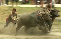 شاهد: سباق الجاموس في تايلاند