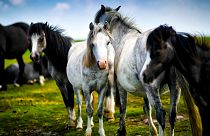 شبکه بزرگ قاچاق گوشت اسب در اروپا متلاشی شد