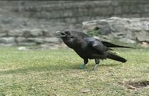 Raben noch schlauer als gedacht