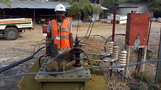 Quand un babouin prive des Zambiens d'électricité