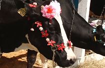 Die schönsten Kühe Russlands