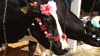 Udder madness? Russia holds a beauty contest ... for cows
