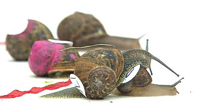 Snails take their time in annual racing championship