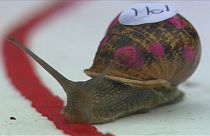 في سباق الحلزونات الفوز من النصيب الأكثر إصرارا