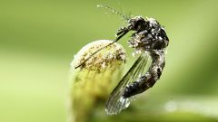 Google bekämpft Moskitoplage mit GMO-Mücken