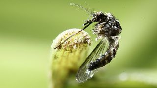 Google robot produces a million mosquitoes a week to release into wild