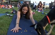 Goat yoga becomes increasingly popular across the United States