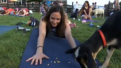 Fazer ioga com cabras