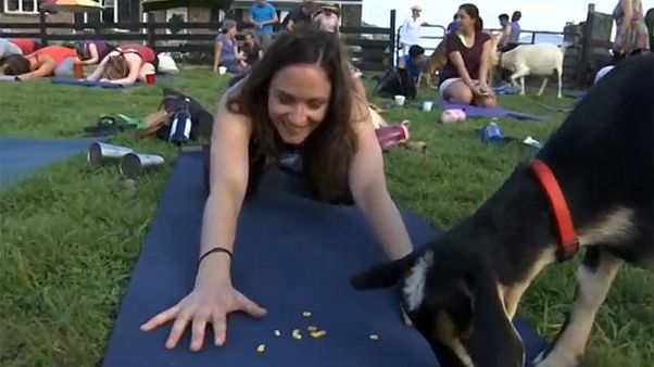 Yoga con cabras, la nueva práctica de moda en Estados Unidos Yoga con cabras, la nueva práctica de moda en Estados Unidos