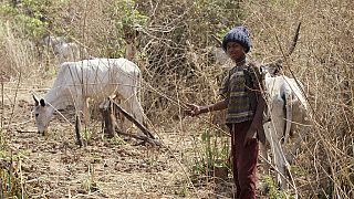 Nigeria : 33 morts dans des affrontements entre éleveurs et agriculteurs