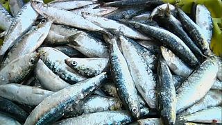Sardinhas em stocks mínimos alarmam pescadores