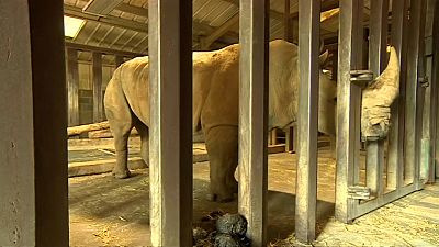 عملية تلقيح اصطناعية لإنقاذ وحيد القرن الأبيض من الانقراض