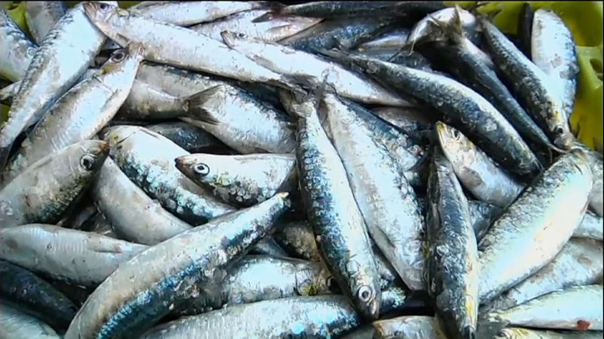 Les Portugais bientôt privés de leurs sardines ?