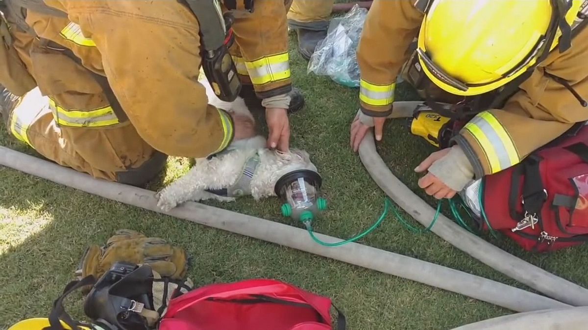 Tűzoltók élesztettek újra egy kutyát