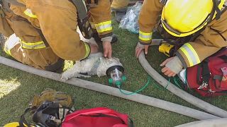 Пожарные спасают собачку