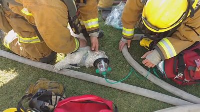 Firefighters save dog from blazing home