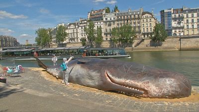 Baleia estendida no cais do Sena, em Paris