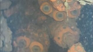 Fukushima: Unterwasserroboter findet offenbar geschmolzenen Kernbrennstoff