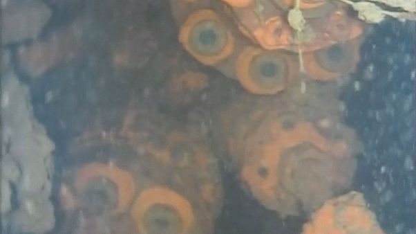 Fukushima : un robot repère du combustible fondu Fukushima : un robot repère du combustible fondu