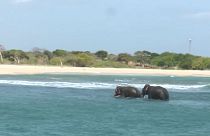 Sri Lanka: Denize sürüklenen filler kurtarıldı