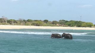 Sri Lankan navy saves two elephants washed out to sea