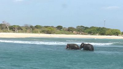 Sri Lanka: Denize sürüklenen filler kurtarıldı