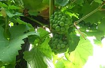 Падение производства вина из-за проблем с урожаем