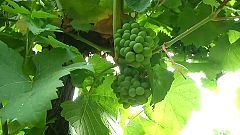 Weinernte in Frankreich leidet unter Frost