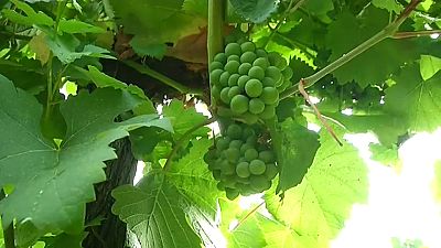 Падение производства вина из-за проблем с урожаем
