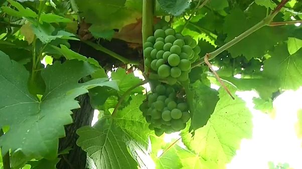 French wine production could hit 'historic low' after April's cold spell French wine production could hit 'historic low' after April's cold spell