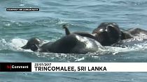 Sri Lanka, due elefanti salvati in alto mare