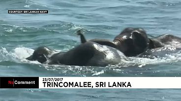 Elefantes arrastados pelo mar socorridos no Sri Lanka